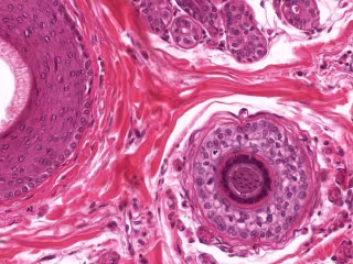 Histología y Correlación Fisiológica Aplicada
