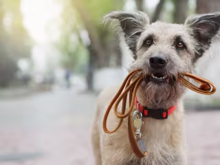 Top 10 items every dog owner needs | KSL.com