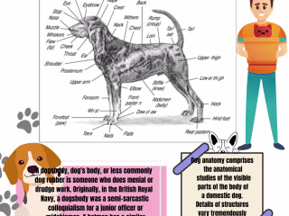 infographics design