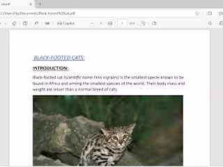 Black-Footed cat