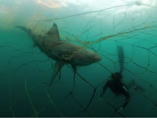 Explainer Article - The Unforeseen Hero of The Ocean