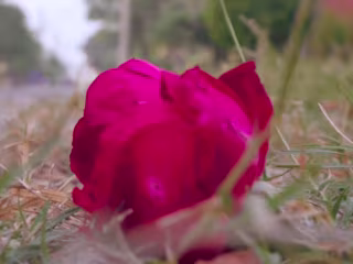 Phool (Short film)