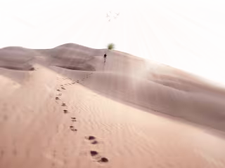 DUNES BOISÉES