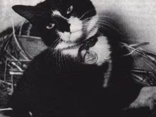 The Incredible True Story of Simon the Cat - A Heroic Feline