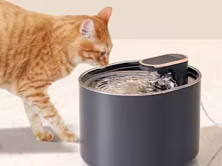 Case Study: New York-Based Pet Brand