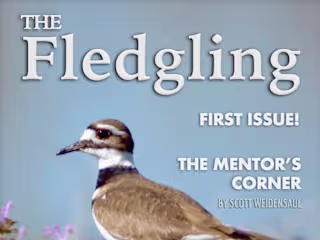 Magazine Layout for American Birding Association