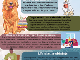 professional infographics