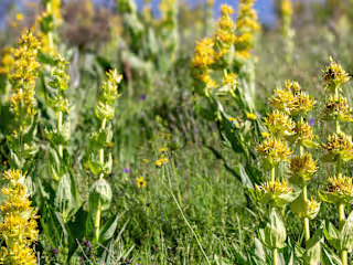 The Magic of Herbal Bitters Blog
