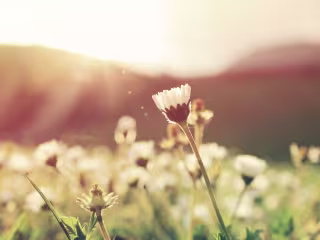 Short-Form Blog Post #2 | a.c.e Nature