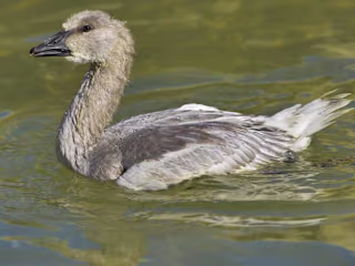 What You Need to Know About Every Type of Geese