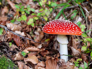 What Are Amanita Muscaria Gummies?