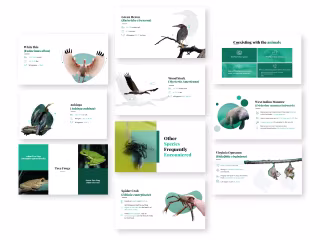 Slide Deck Redesign for a Wildlife Awareness Presentation  