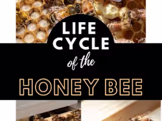 Beekeeping Blogs