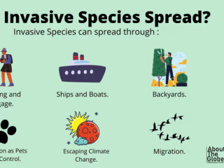 Invasive Species