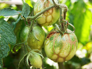 Set of gardening blog posts (Growing tomatoes)