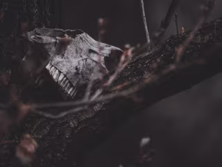 Heroes and Lambs - Horror Screenplay