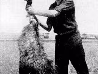 Emu War