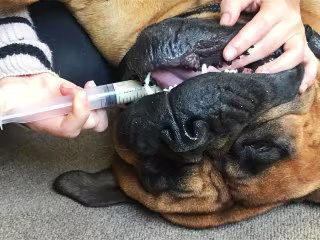 How to Force Feed a Dog Who Won’t Eat: Safely Encouraging Your …