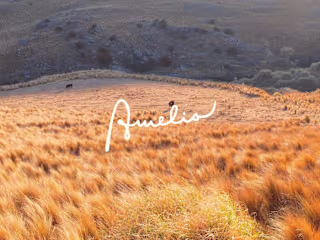 Branding - Amelia 