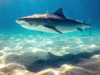 Conserving Shark Resilience: Challenges and Opportunities