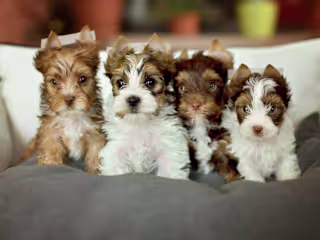 Maryland Animal Chiropractic