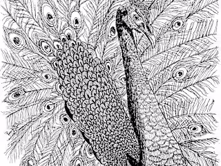Animal and Plant Sketch in Pen