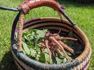 Weeds good enough to eat — Stone Pier Press
