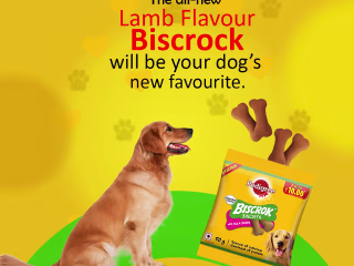 PEDIGREE | Behance