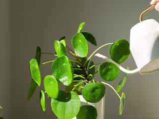 Hello, Mr. Plant