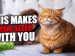 The ACTUAL 8 REASONS Why Your Cat SLEEPS With YOU - YouTube