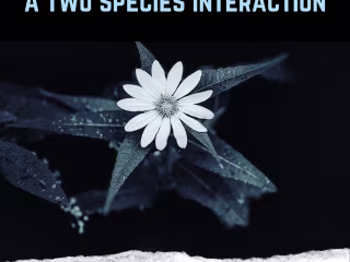 Seeing Synergies, A Two Species Interaction