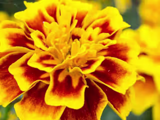 All About Marigolds! - Tuxedo Yard Care