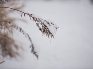 Snow