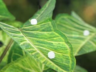 EcoLactam | 3D Animation