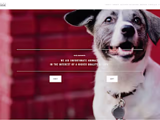 Sean Casey Animal Rescue