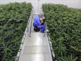 New Changes Improve the Lives of Louisiana's Medical MJ patients