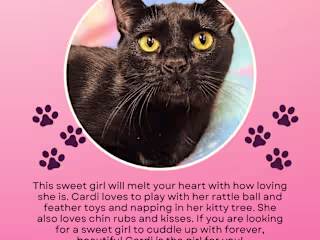 Story Posts for Cats In Need Rancho Cucamonga