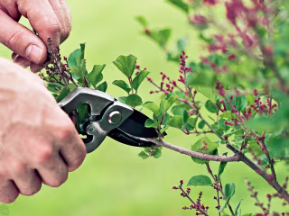 Blog Post Writing: All you need to know about fruit tree pruning