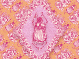 Insect Kingdoms 