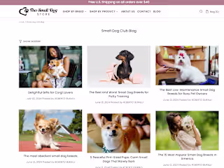 SEO Content Writer
