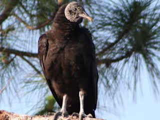 Vultures in North Carolina: Types and How to Identify Each