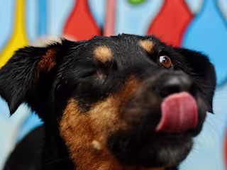 Rainy Day Dog Portraits