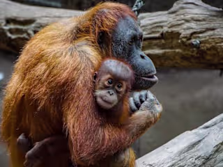 10 of the World’s Most Endangered Animals in 2024