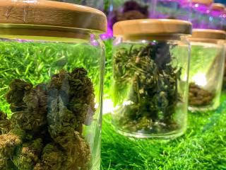 A Guide to Legal Weed in NYC