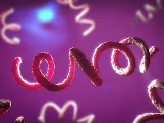 The Facts About Syphilis