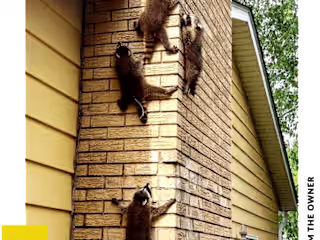 Web Copy for Elite Wildlife 