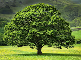 Oak Love