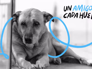 Un amigo en cada huella.
