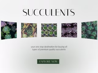 Succulents - online succulents shop 