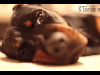 Caged [Dog Fighting Documentary]